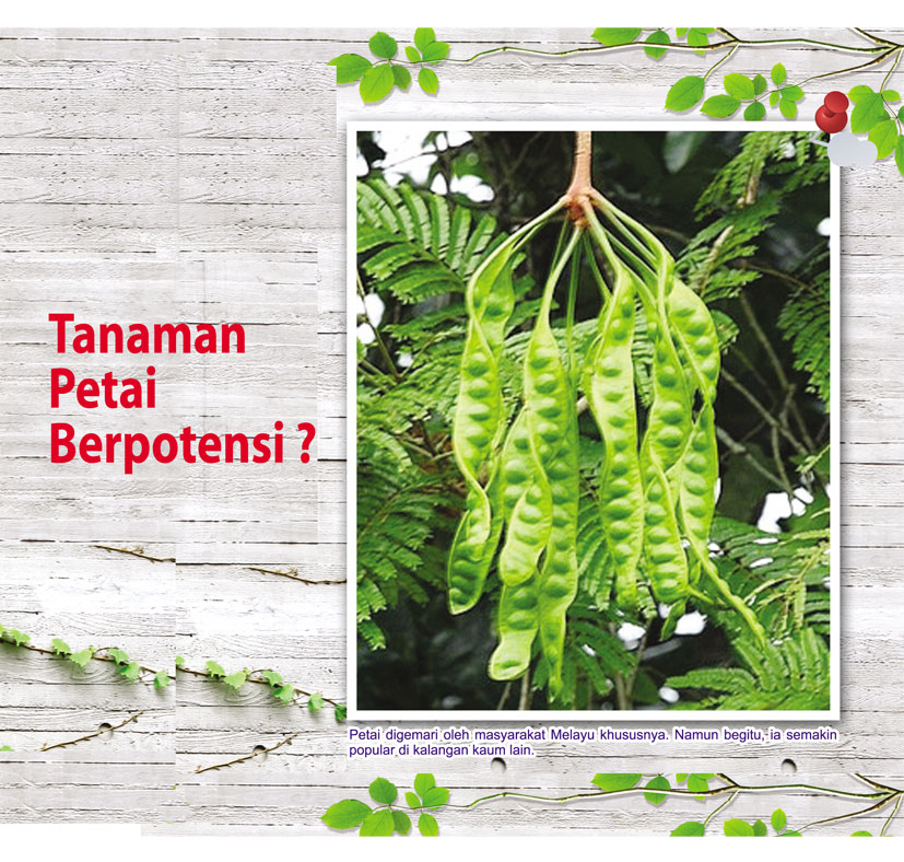 Read more about the article Tanaman Petai Berpotensi ?