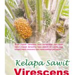 Kelapa Sawit Virescens Memudahkan Penuaian