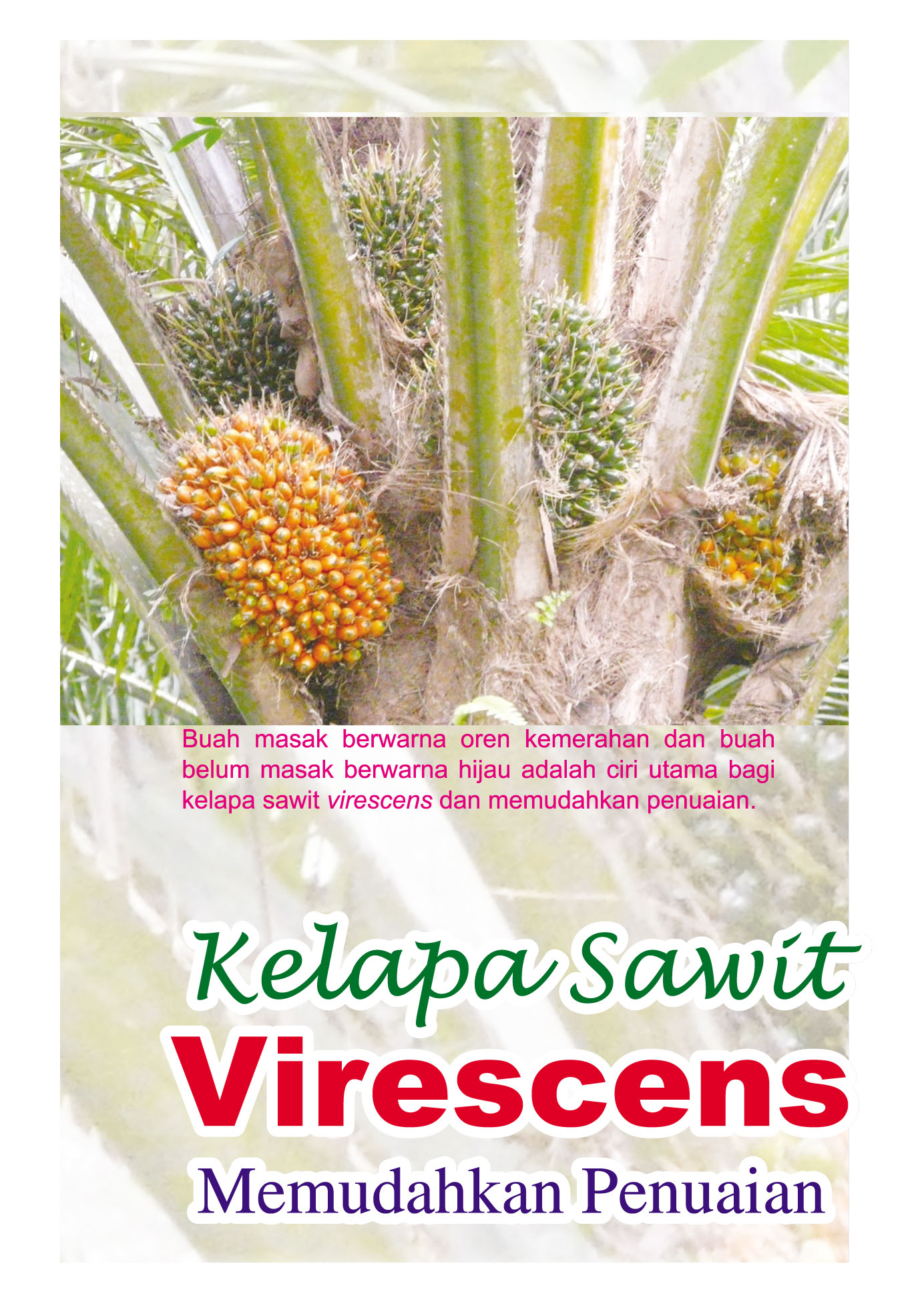 You are currently viewing Kelapa Sawit Virescens Memudahkan Penuaian