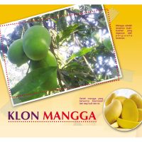 KLON MANGGA