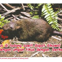 Tikus di ladang sawit dapat dikawal dengan umpan tikus dengan berkesan