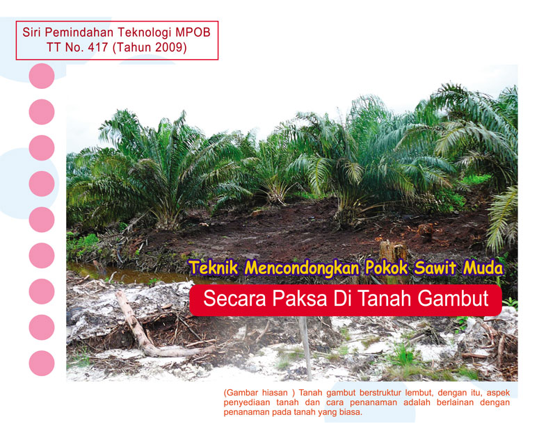 Read more about the article Teknik Mencondongkan Pokok Sawit Muda Secara Paksa Di Tanah Gambut