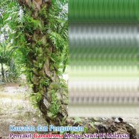 Kawalan dan Pengurusan Penyakit Ganoderma Kelapa Sawit Di Malaysia