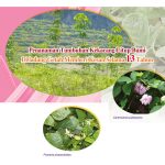 Penanaman Tumbuhan Kekacang Litup Bumi Di Ladang Getah Memberi Kesan Selama 13 Tahun