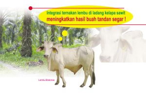 Read more about the article Integrasi ternakan lembu di ladang kelapa sawit meningkatkan hasil buah tandan segar!