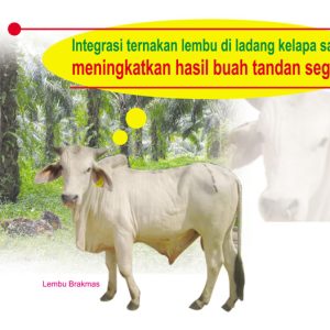 Integrasi ternakan lembu di ladang kelapa sawit meningkatkan hasil buah tandan segar!