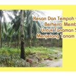 Kesan Dan Tempoh Optimum Berhenti Membaja Untuk Tanaman Sawit Menjelang Tanam Semula