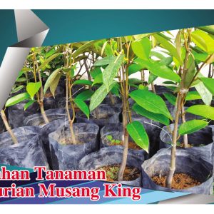 Bahan Tanaman Durian Musang King