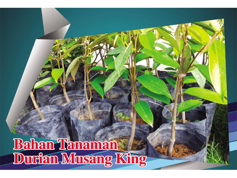 You are currently viewing Bahan Tanaman Durian Musang King