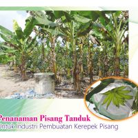 Penanaman Pisang Tanduk Untuk Industri Pembuatan Kerepek Pisang