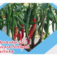 Menanam Cili Secara Fertigasi Terbuka