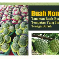 Buah Nona-Tanaman Buah-Buahan Tempatan Yang Jimat Tenaga Buruh