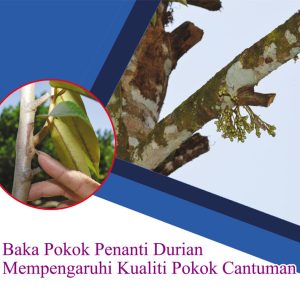 Baka Pokok Penanti Durian Mempengaruhi Kualiti Pokok Cantuman