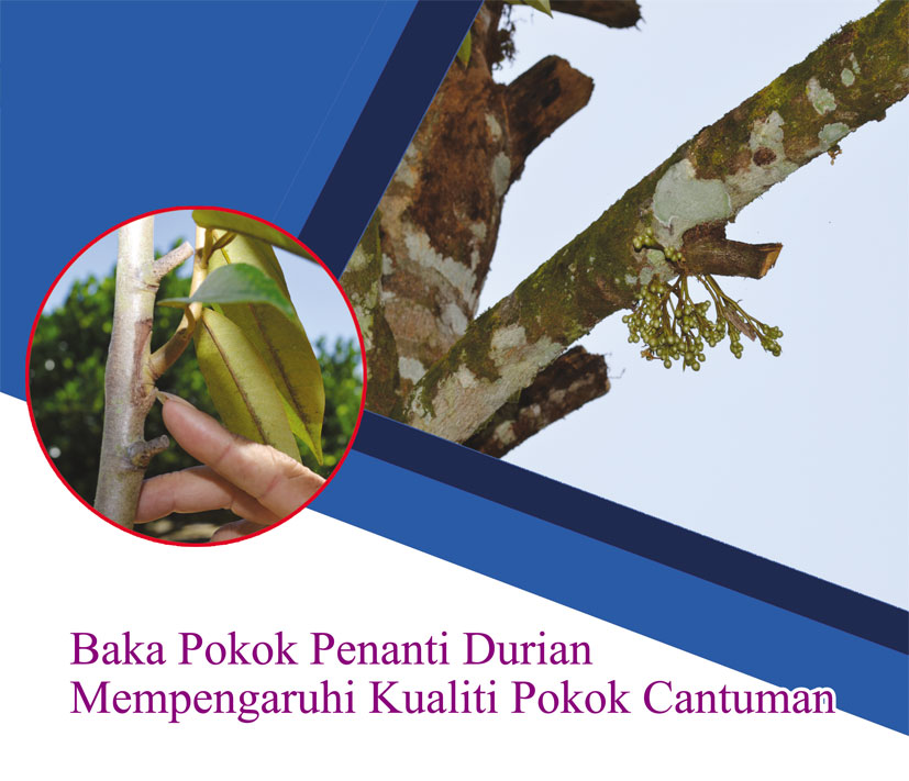 Read more about the article Baka Pokok Penanti Durian Mempengaruhi Kualiti Pokok Cantuman