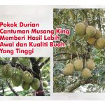 Pokok Durian Cantuman Musang King Memberi Hasil Lebih Awal dan Kualiti Buah Yang Tinggi