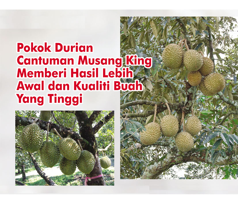 Read more about the article Pokok Durian Cantuman Musang King Memberi Hasil Lebih Awal dan Kualiti Buah Yang Tinggi