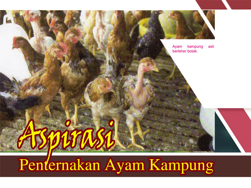 You are currently viewing Aspirasi Penternakan Ayam Kampung