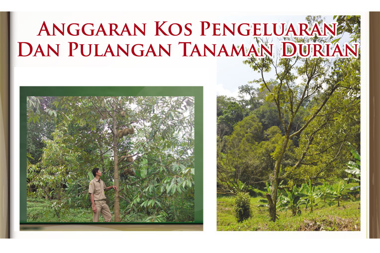 Read more about the article Anggaran kos pengeluaran dan pulangan tanaman durian