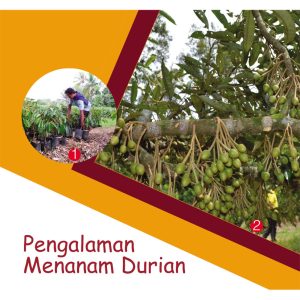Pengalaman Menanam Durian