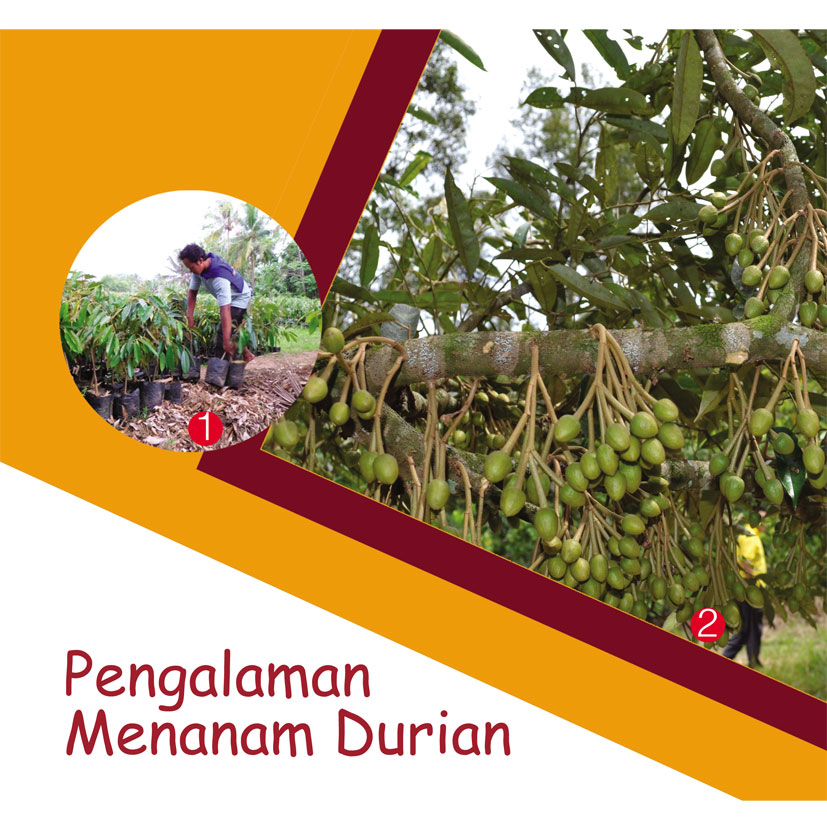 Read more about the article Pengalaman Menanam Durian