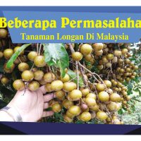 Beberapa Permasalahan Tanaman Longan Di Malaysia