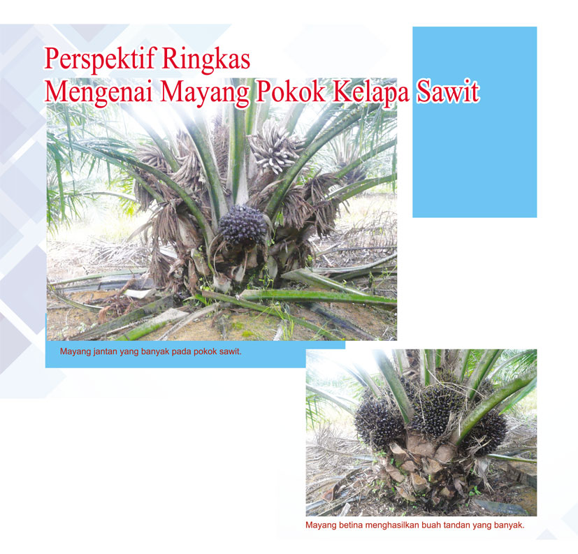 You are currently viewing Perspektif Ringkas Mengenai Mayang Pokok Kelapa Sawit