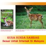 RUSA SUNDA SAMBAR Sesuai Untuk Diternak Di Malaysia