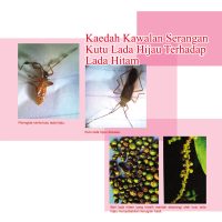Kaedah Kawalan Serangan Kutu Lada Hijau Terhadap Lada Hitam