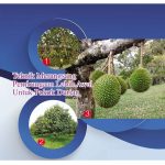Teknik Merangsang Pembungaan Lebih Awal Untuk Pokok Durian