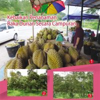 Kebaikan Penanaman Baka Durian Secara Campuran