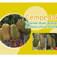 Cempedak, Tanaman Buah-Buahan Berbaloi Untuk Ditanam