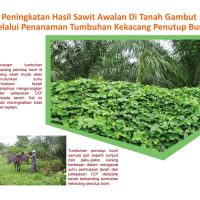 Peningkatan Hasil Sawit Awalan Di Tanah Gambut Melalui Penanaman Tumbuhan Kekacang Penutup Bumi