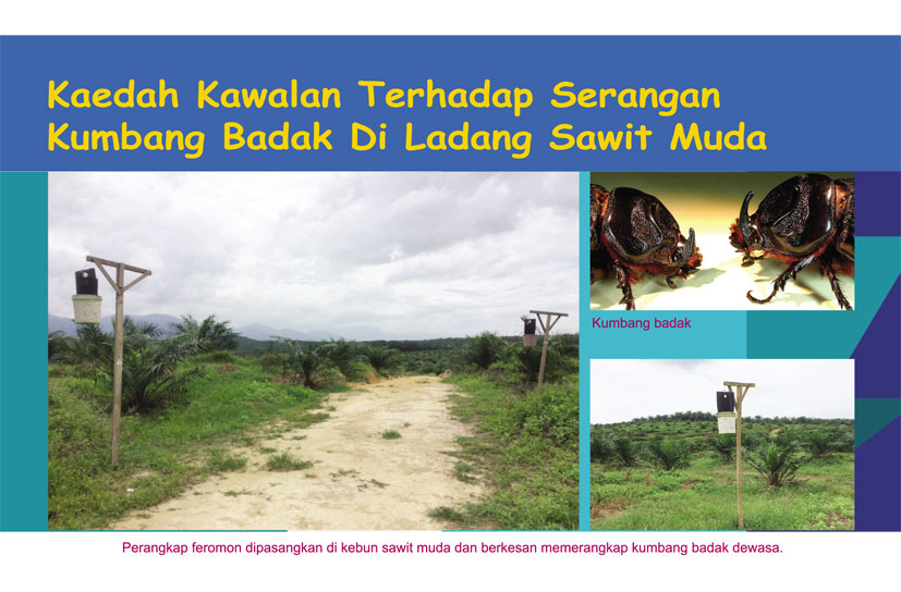 You are currently viewing Kaedah Kawalan Terhadap Serangan Kumbang Badak Di Ladang Sawit Muda