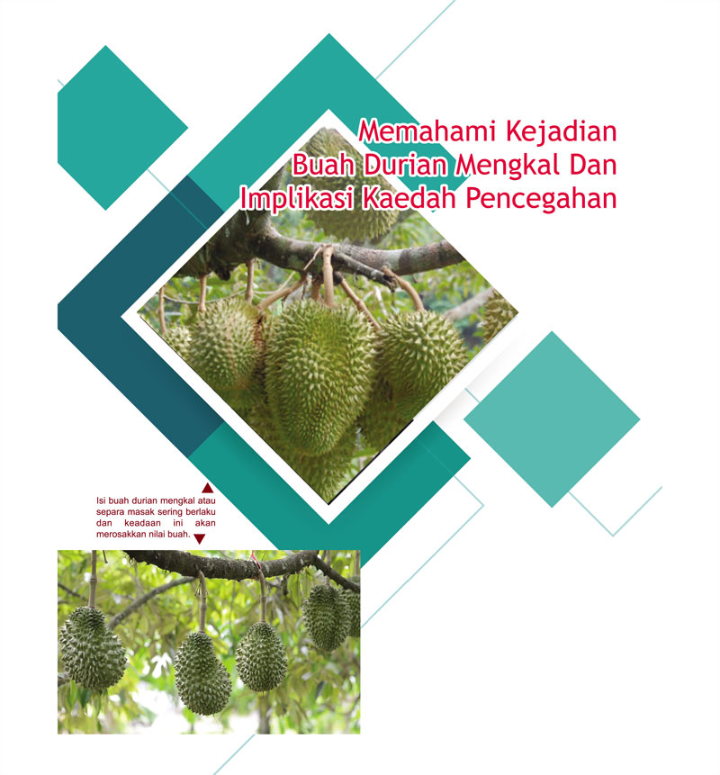 You are currently viewing Memahami Kejadian Buah Durian Mengkal Dan Implikasi Kaedah Pencegahan