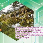 Pengurusan Pembungaan Dan Pembentukan Buah Durian Untuk Mendapat Kualiti Buah Yang Tinggi Dan Keuntungan Yang Lumayan