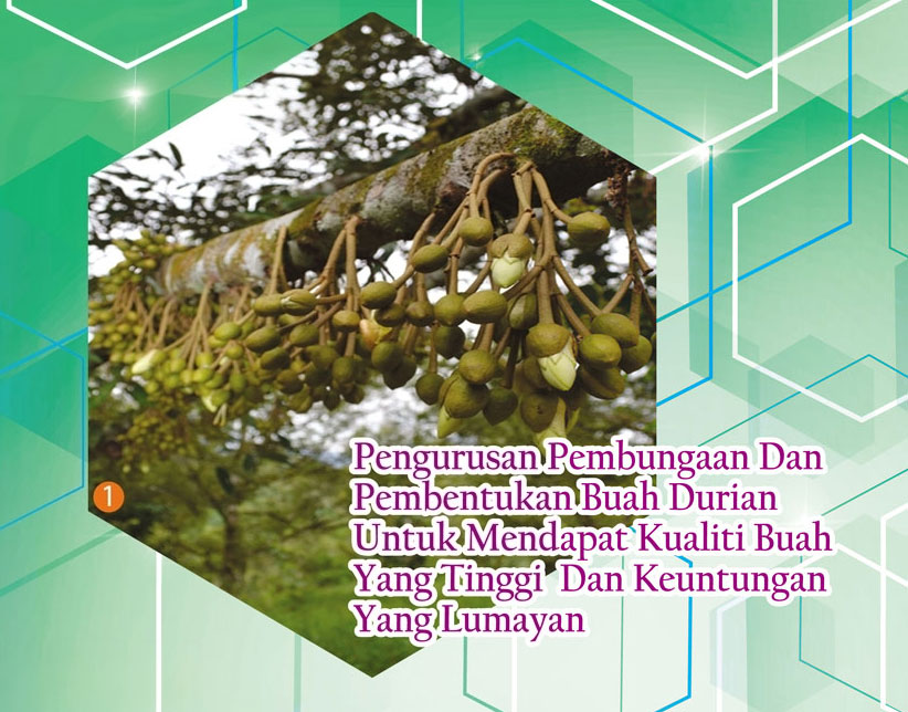 You are currently viewing Pengurusan Pembungaan Dan Pembentukan Buah Durian Untuk Mendapat Kualiti Buah Yang Tinggi Dan Keuntungan Yang Lumayan