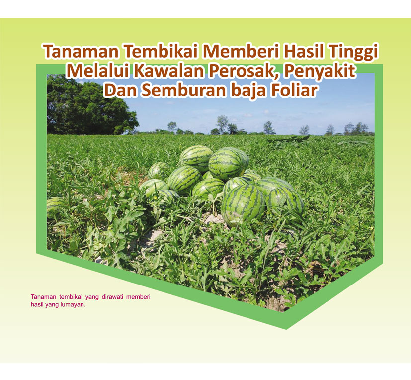 Read more about the article Tanaman Tembikai Memberi Hasil Tinggi Melalui Kawalan Perosak, Penyakit Dan Semburan Baja Foliar