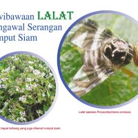 Kewibawaan LALAT Mengawal Serangan Rumput Siam