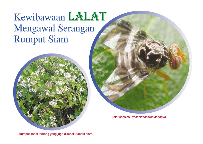 Read more about the article Kewibawaan LALAT Mengawal Serangan Rumput Siam