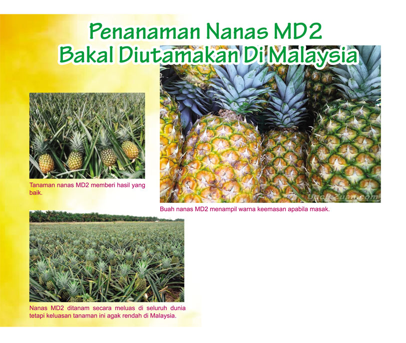 Read more about the article Penanaman Nanas MD2 Bakal Diutamakan Di Malaysia