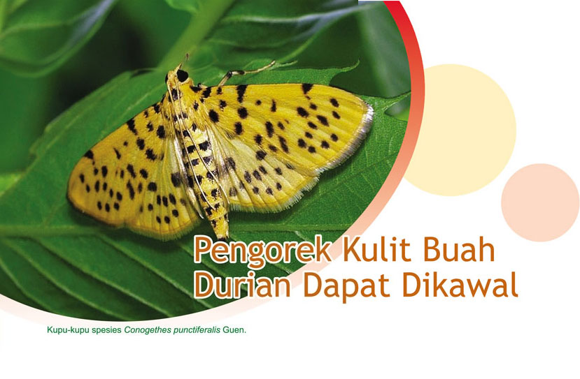 Read more about the article Pengorek Kulit Buah Durian Dapat Dikawal