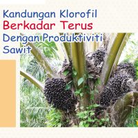 Kandungan Klorofil Berkadar Terus Dengan Produktiviti Sawit