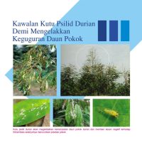 Kawalan Kutu Psilid Durian Demi Mengelakkan Keguguran Daun Pokok