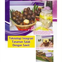 Teknologi Integrasi Tanaman Salak Dengan Sawit