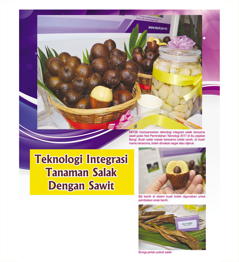 Read more about the article Teknologi Integrasi Tanaman Salak Dengan Sawit