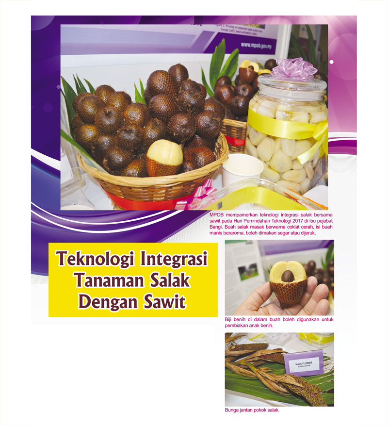 You are currently viewing Teknologi Integrasi Tanaman Salak Dengan Sawit