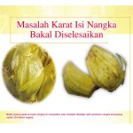 Masalah Karat Isi Nangka Bakal Diselesaikan