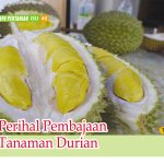 Perihal Pembajaan Tanaman Durian