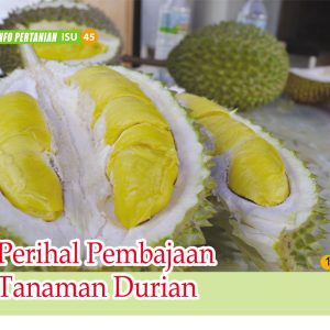 Perihal Pembajaan Tanaman Durian