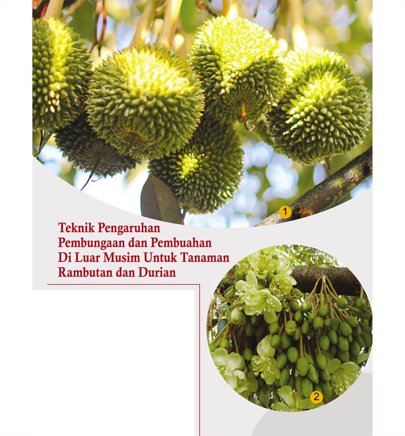 You are currently viewing Teknik Pengaruhan Pembungaan dan Pembuahan Di Luar Musim Untuk Tanaman Rambutan dan Durian